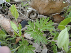 Corydalis turtschaninovii