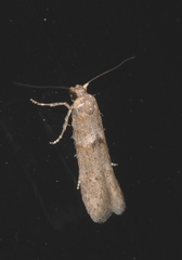 Blastobasis phycidella