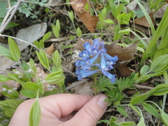Corydalis turtschaninovii