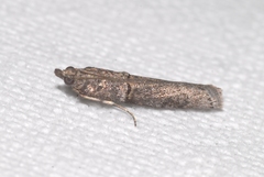 Acrobasis obliqua