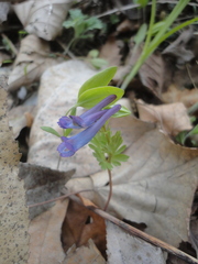 Corydalis turtschaninovii