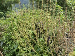 Chenopodium acuminatum