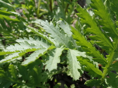 Tanacetum vulgare