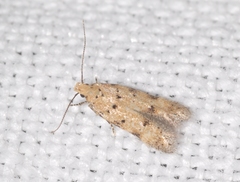 Pseudotelphusa occidentella