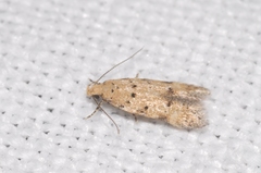 Pseudotelphusa occidentella