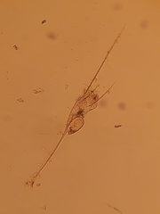 Kellicottia longispina