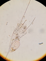 Kellicottia longispina