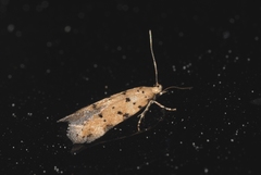 Pseudotelphusa occidentella