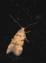 Pseudotelphusa occidentella