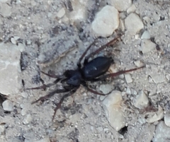 Trachyzelotes pedestris