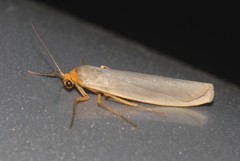 Eilema caniola
