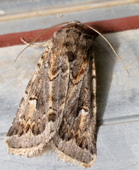 Proteuxoa florescens