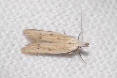 Mesophleps corsicella