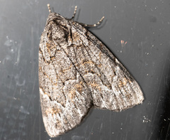 Amphicrossa hemadelpha