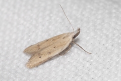 Mesophleps corsicella