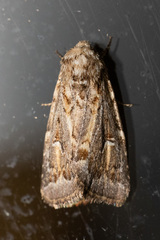 Proteuxoa florescens
