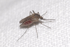 Aedes