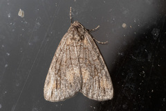 Amphicrossa hemadelpha