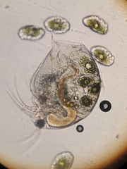 Bosmina longirostris