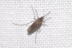 Aedes