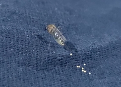 Culicidae