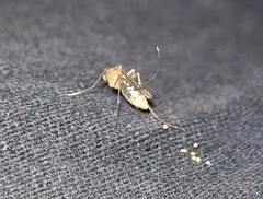 Culicidae