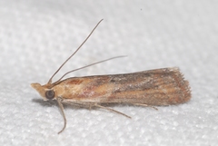 Ancylosis cinnamomella