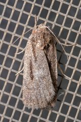 Thoracolopha acontoura