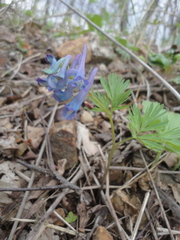 Corydalis turtschaninovii