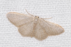 Idaea predotaria
