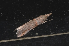 Acrobasis obliqua