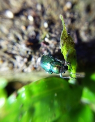 Anomala russiventris
