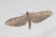 Eupithecia unedonata