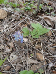 Corydalis turtschaninovii