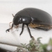 Hydrophilus piceus - Photo (c) philippe_geniez, algunos derechos reservados (CC BY-NC)