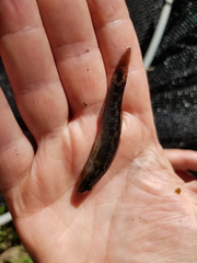 Philypnodon grandiceps