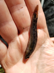 Philypnodon grandiceps