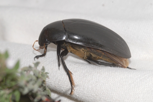 Great Silver Water Beetle, photo 6 of 9