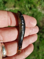 Philypnodon grandiceps