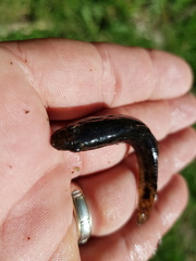 Philypnodon grandiceps