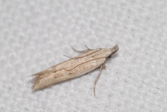 Mesophleps corsicella