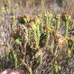 Agathosma geniculata