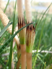 Equisetum arvense