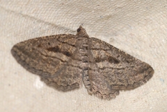 Rhoptria asperaria
