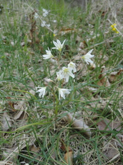 Gagea triflora