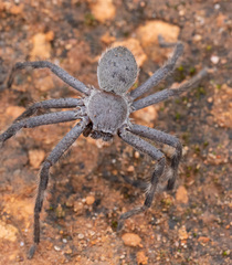 Isopedella saundersi