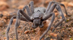 Isopedella saundersi