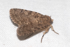 Amphipyra effusa