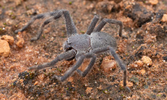 Isopedella saundersi