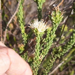 Agathosma geniculata